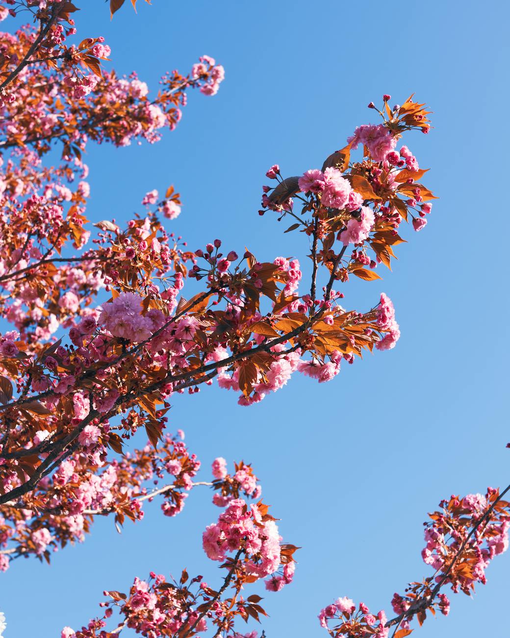 Cerisiers en fleurs à Bourg-en-Bresse