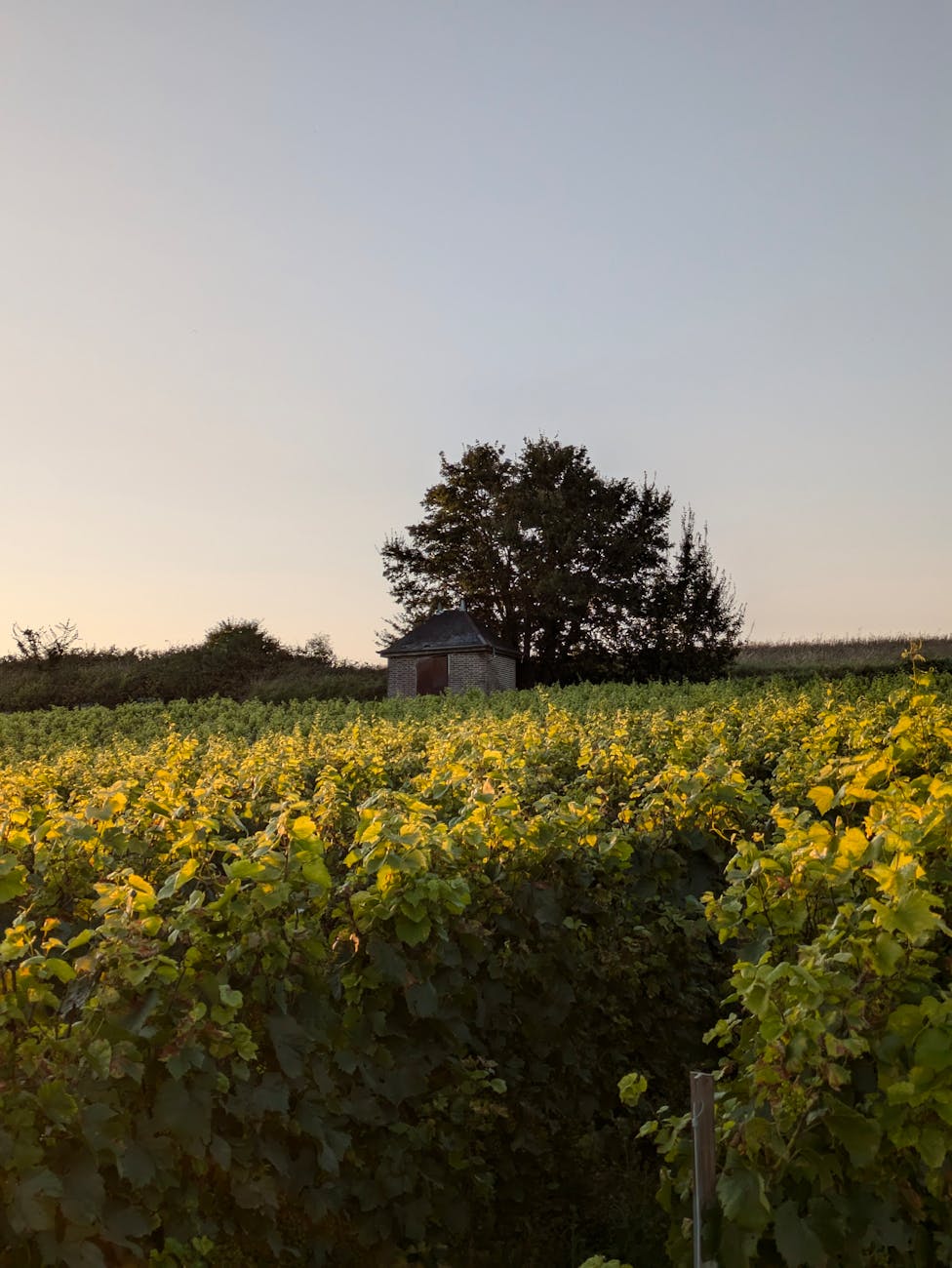 Vignoble en coteaux au coucher du soleil