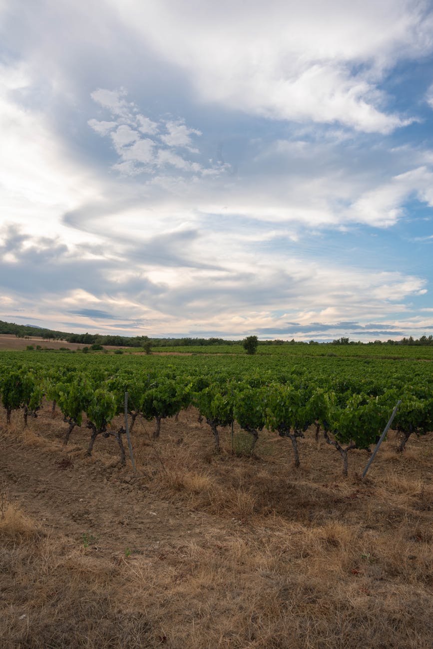 Vignoble en coteaux sous un ciel nuageux