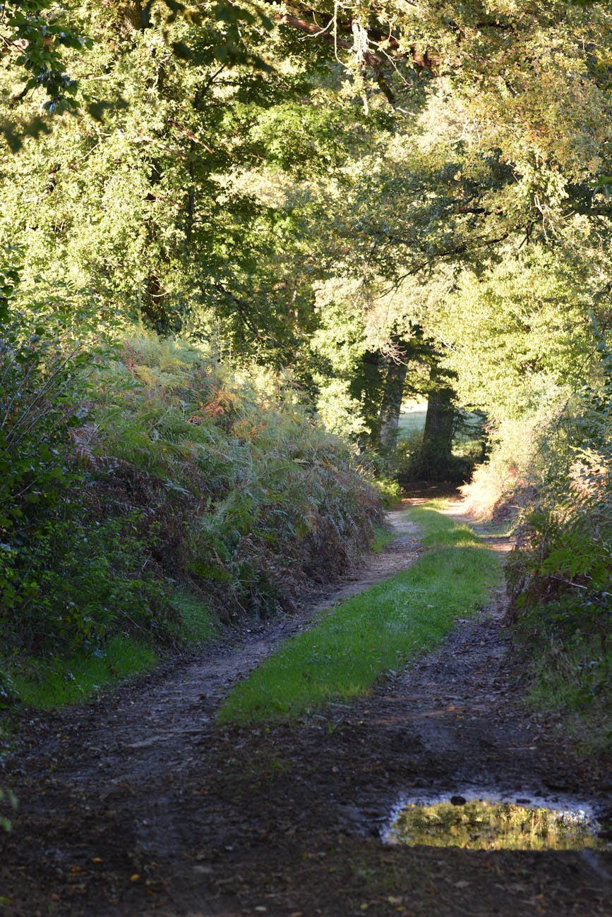 Sentier forestier en France baigné de lumière chaude