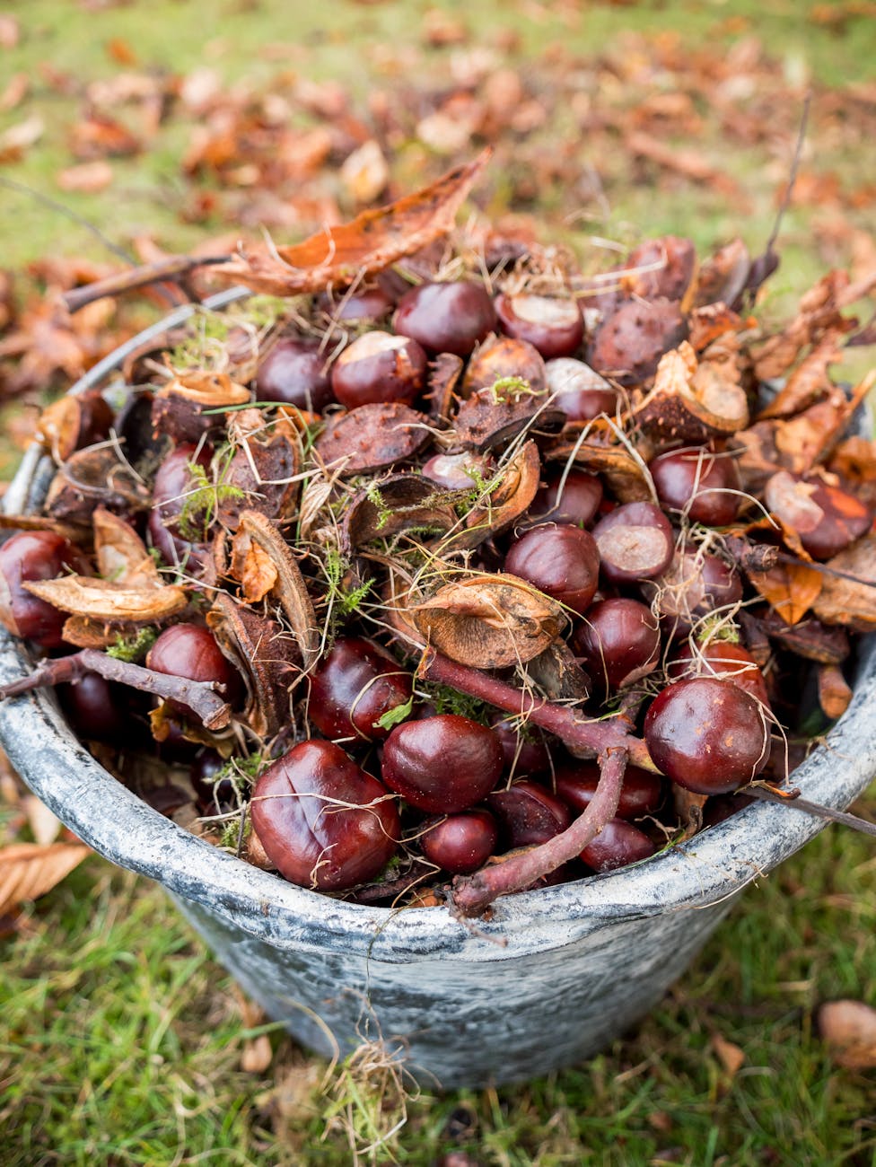 Châtaignes fraîchement récoltées dans un seau avec feuilles d'automne