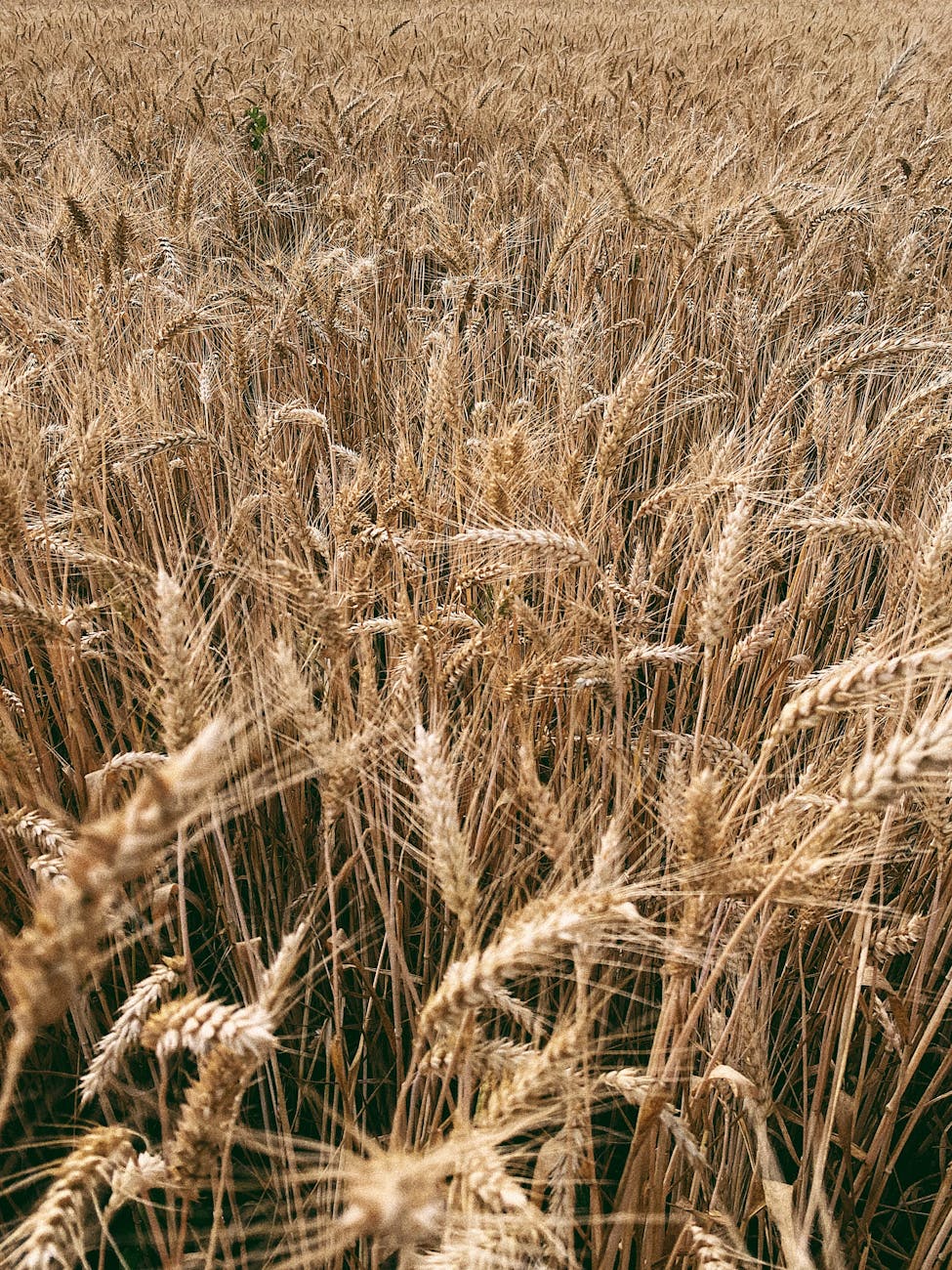 Champ de blé doré sous un soleil d'été