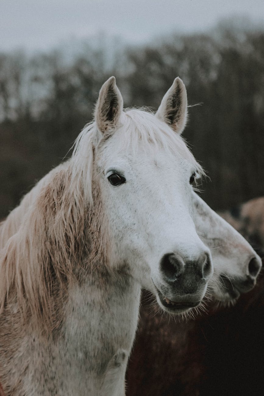 Cheval gris de Camargue dans un pâturage