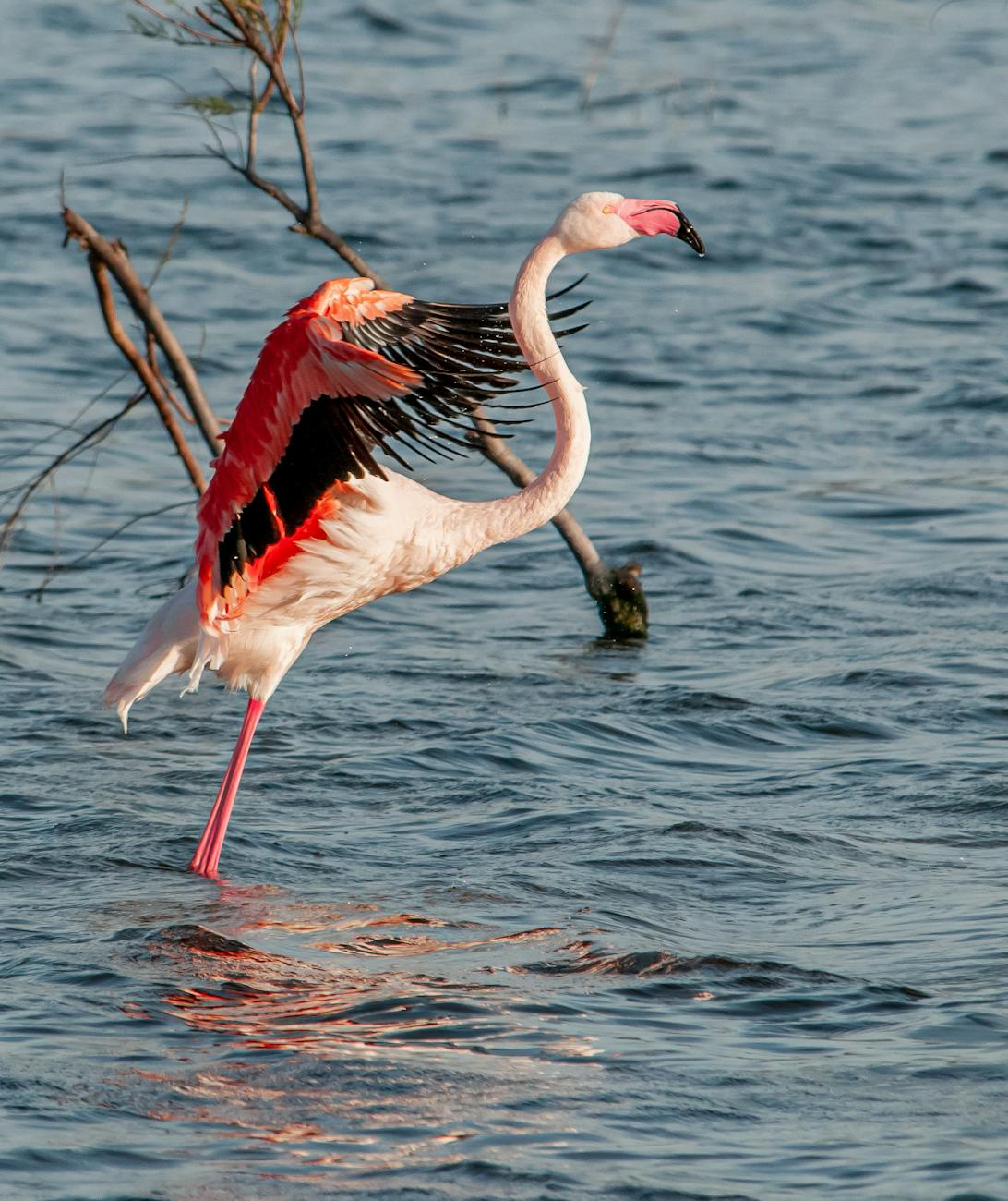Flamant rose dans une zone humide de Camargue