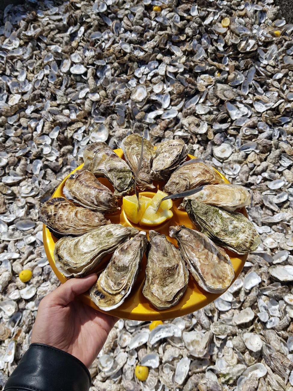 Assiette d'huîtres fraîches avec citron