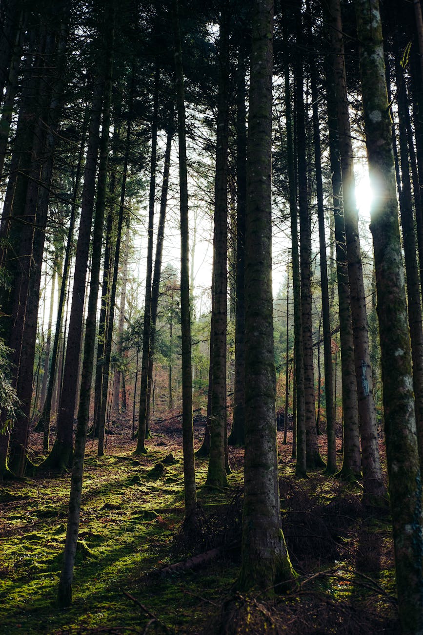 Forêt de pins ensoleillée avec mousse verte