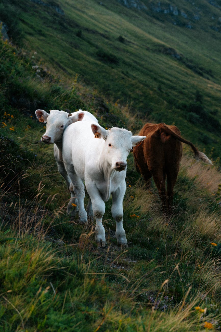 Vaches en pâturage en Auvergne-Rhône-Alpes