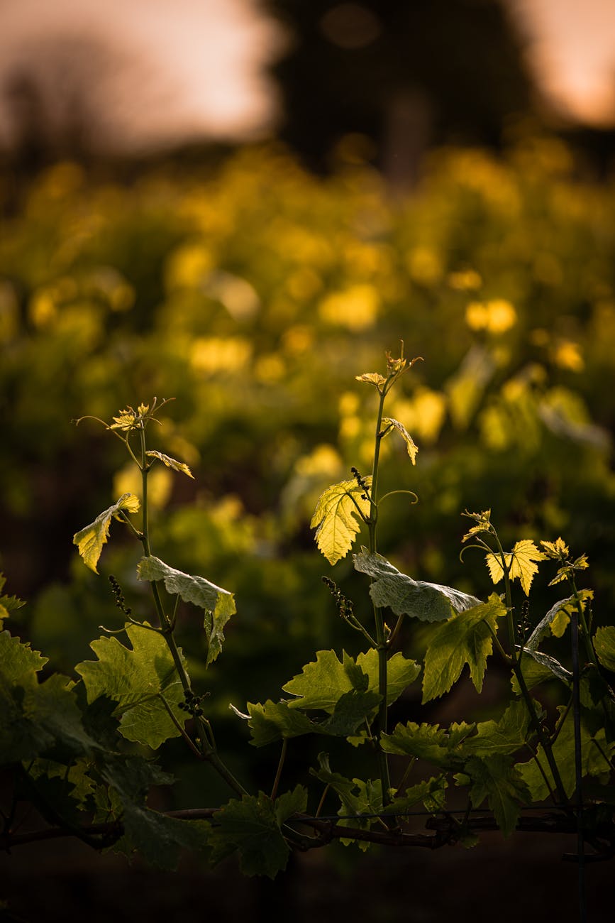 Vignoble aux feuilles dorées sous lumière de fin d'automne