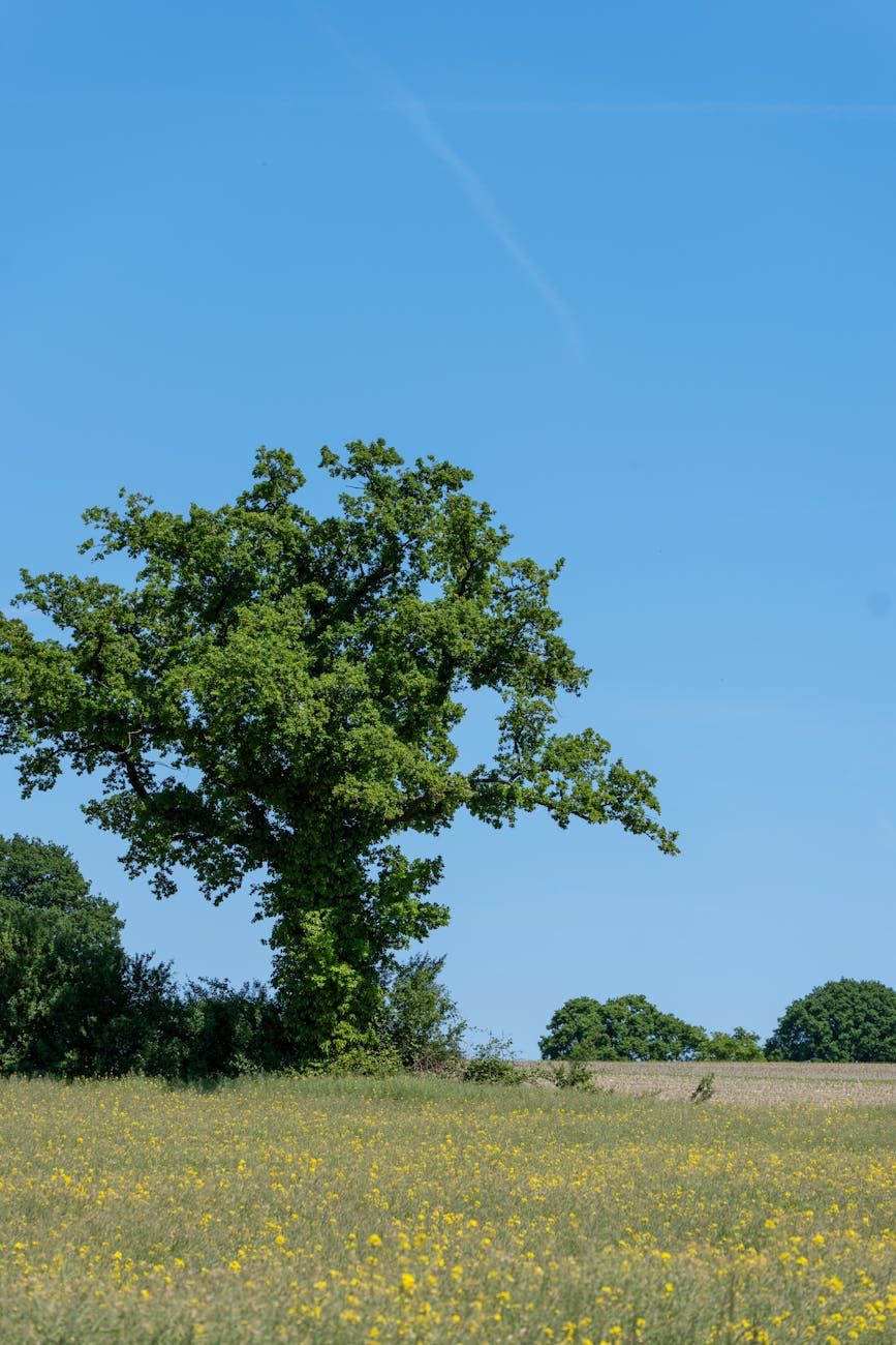 Chêne isolé dans une vaste prairie sous ciel dégagé