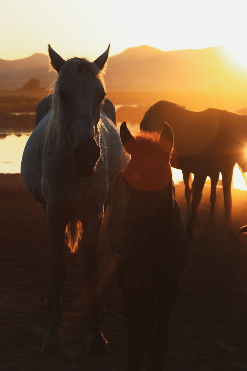 Chevaux dans une prairie au coucher du soleil