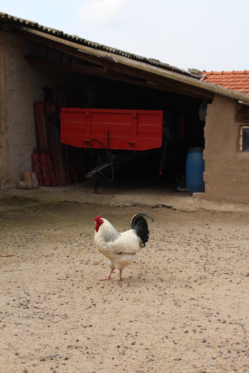 Coq blanc — emblème de la volaille de Bresse