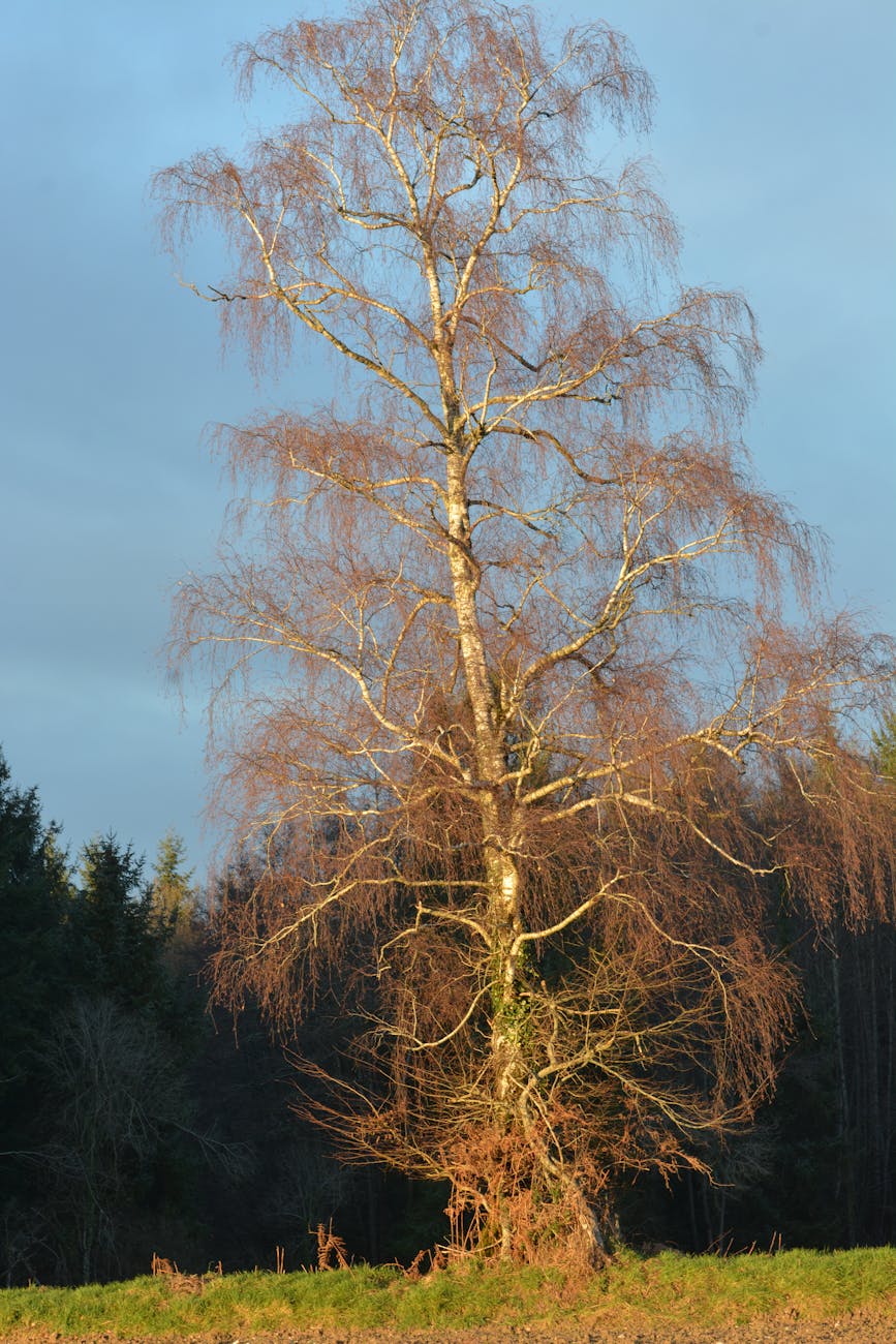 Bouleau solitaire éclairé par le soleil d'hiver en Creuse