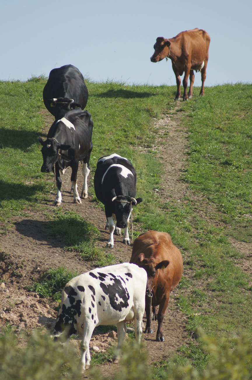 Vaches au pré dans la campagne