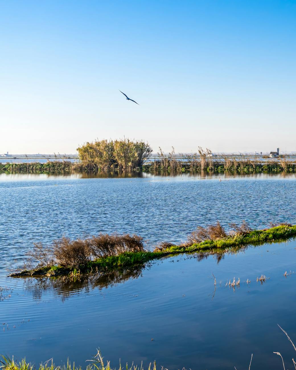Lagune méditerranéenne avec oiseaux et roselières