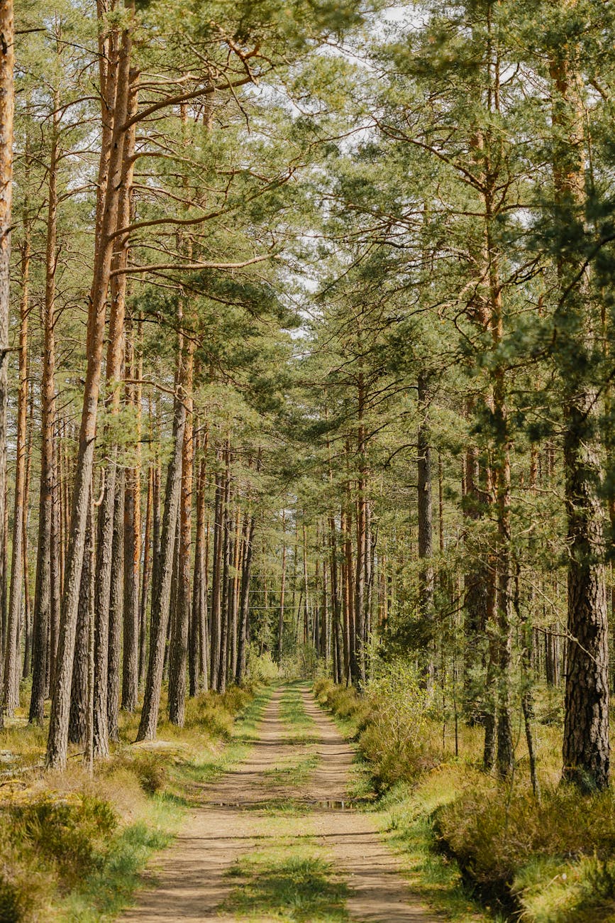 Sentier forestier traversant des pins maritimes