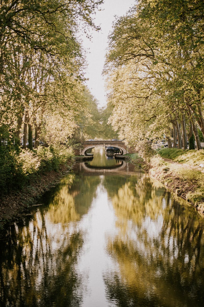 Reflets d'arbres sur le Canal du Midi en lumière dorée