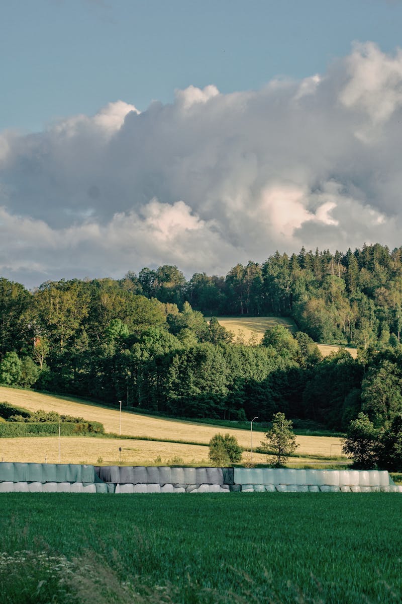 Paysage rural avec arbres dans une vallée de campagne