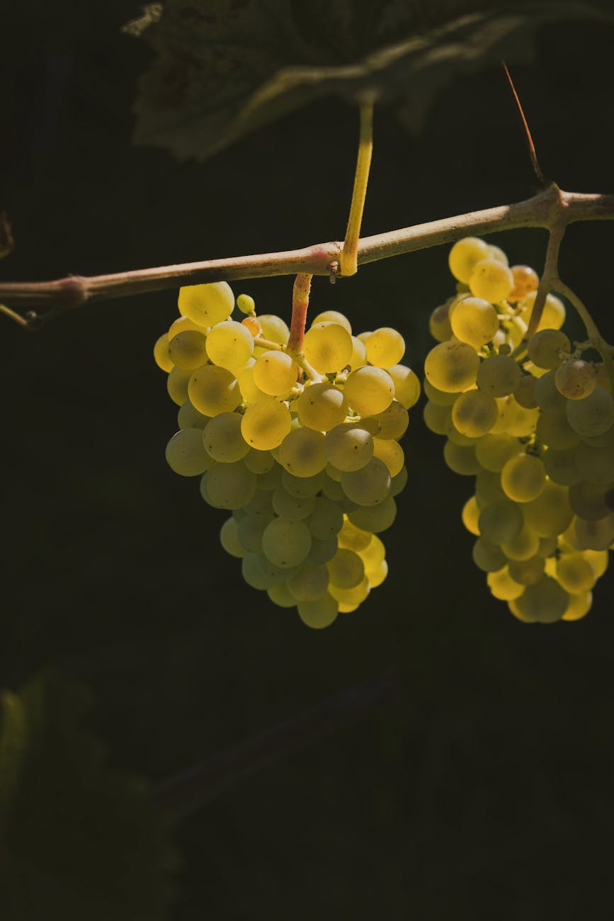 Grappes de raisin doré sur la vigne au coucher du soleil
