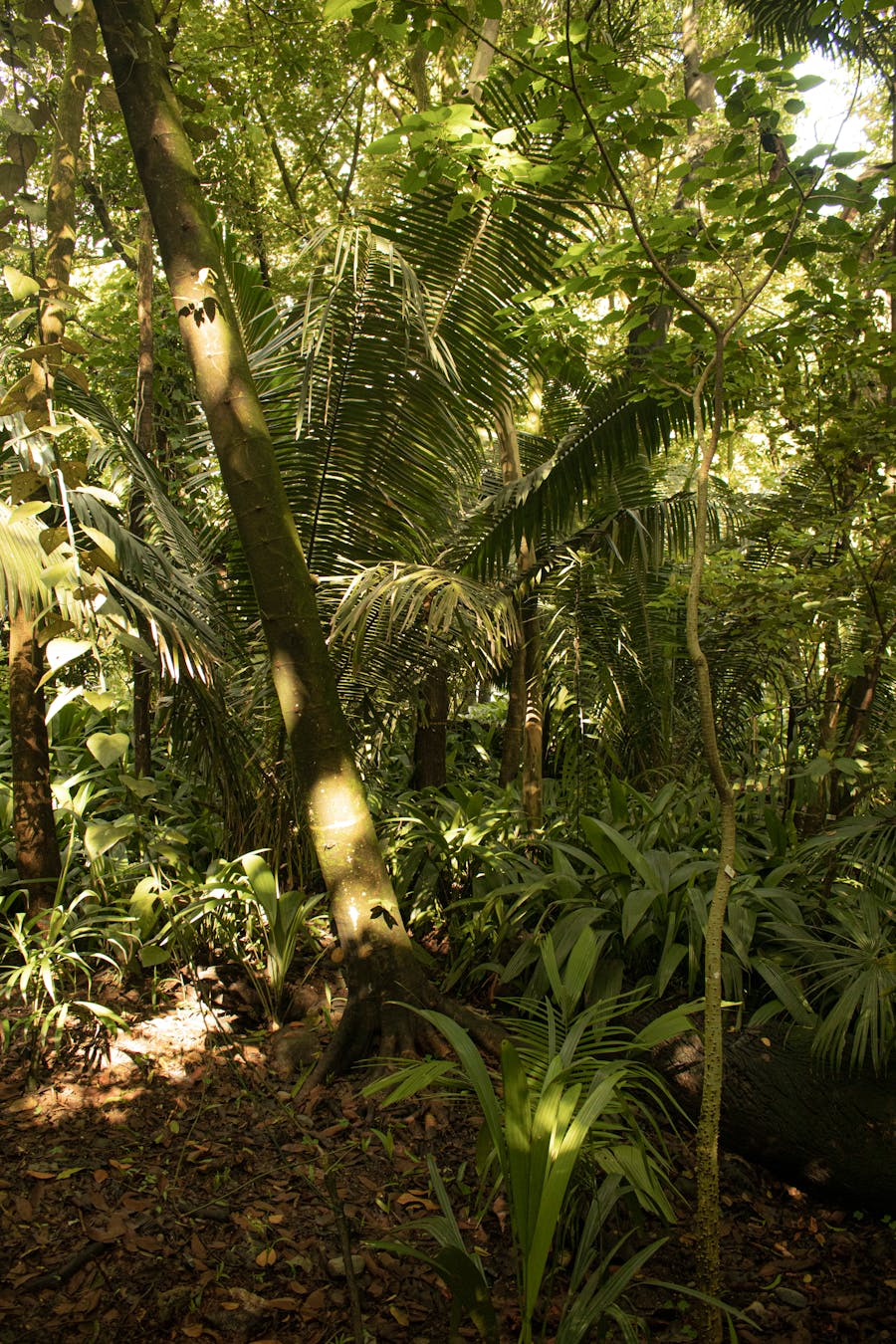 Canopée de jungle dense
