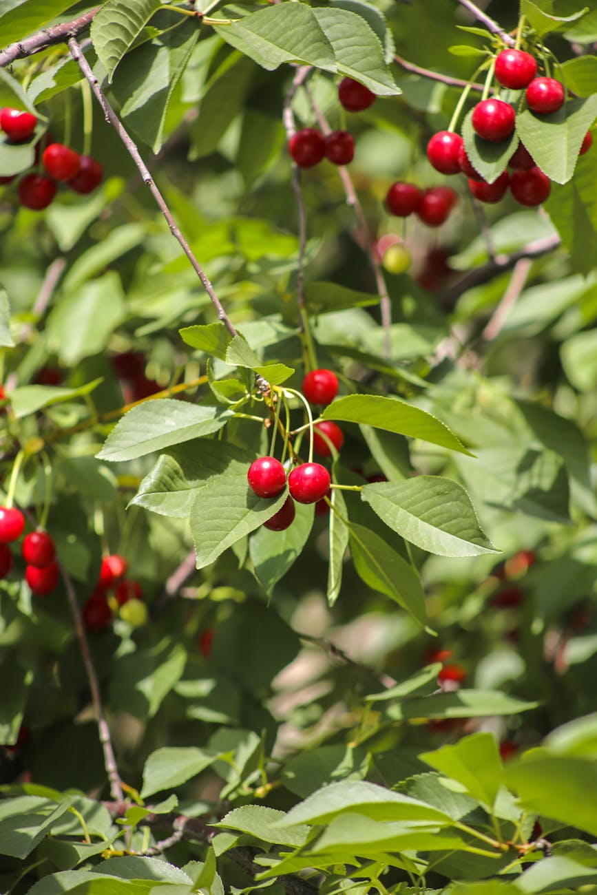 Cerises rouges mûres sur la branche
