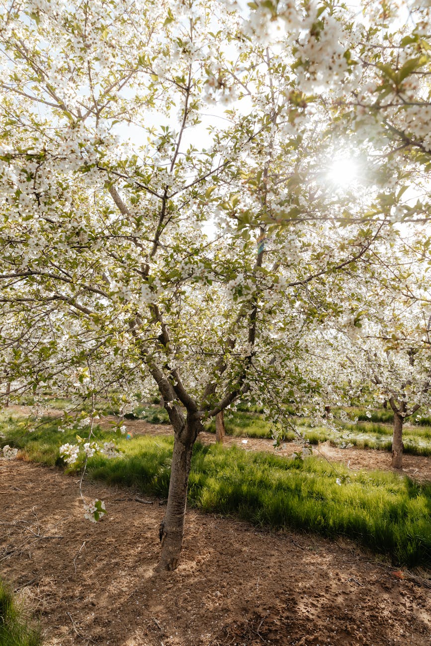 Verger en fleurs au printemps