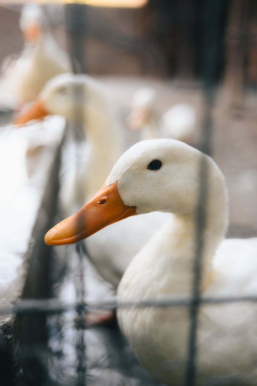 Canards blancs en plein air dans une cour de ferme