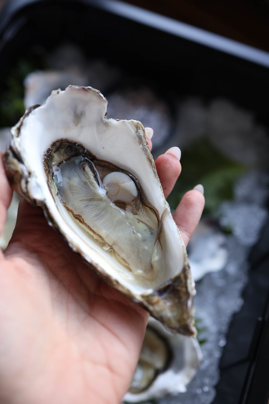 Plateau d'huîtres fraîches sur lit de glace, présentation gastronomique atlantique