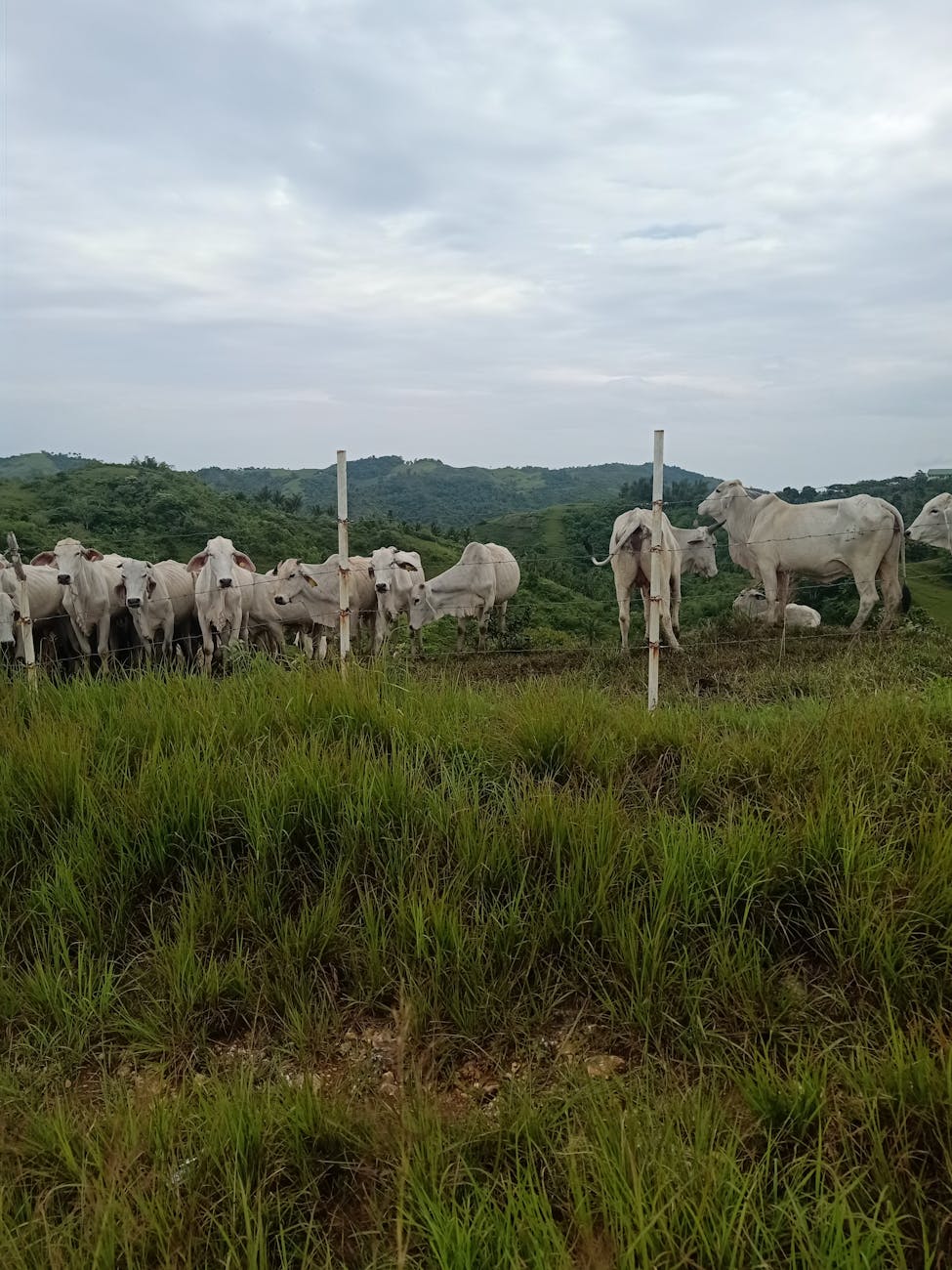 Marché aux bestiaux et race bovine française
