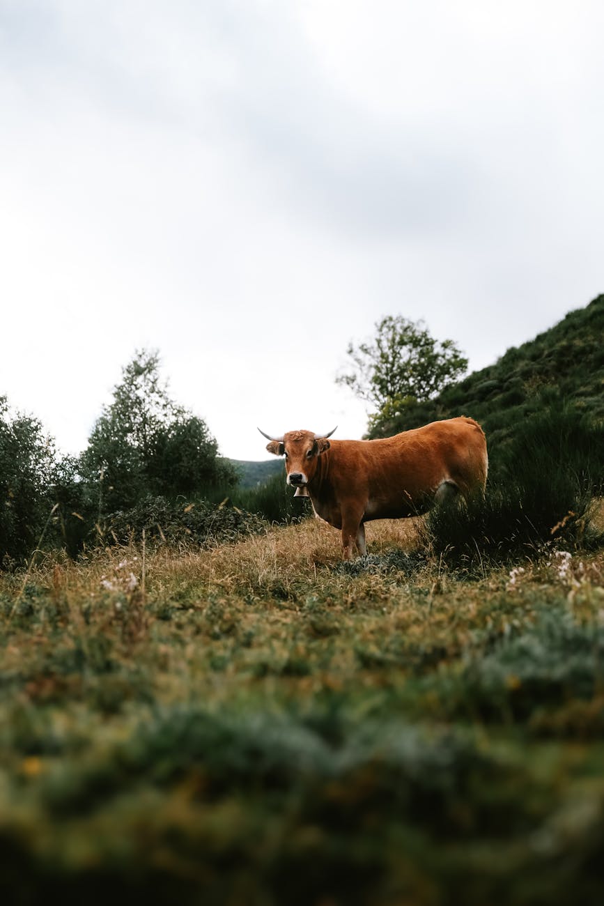 Vache de race Mancelle dans une prairie