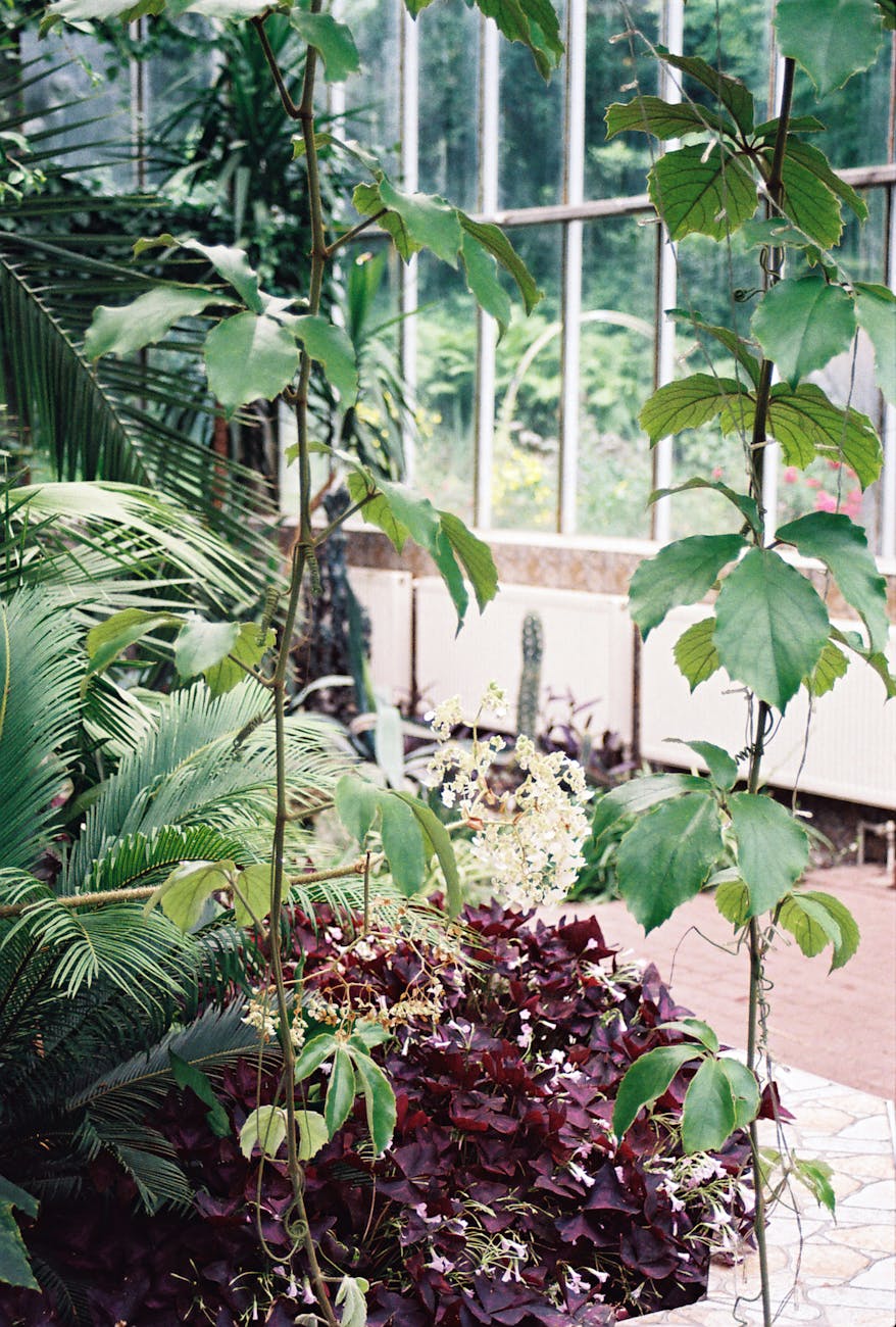 Jardin botanique luxuriant avec plantes tropicales