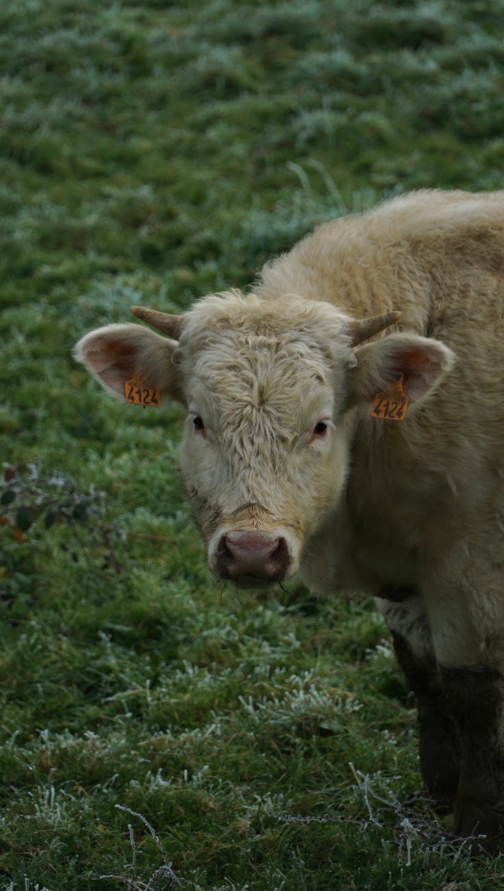 Vache Charolaise blanche dans une prairie givrée