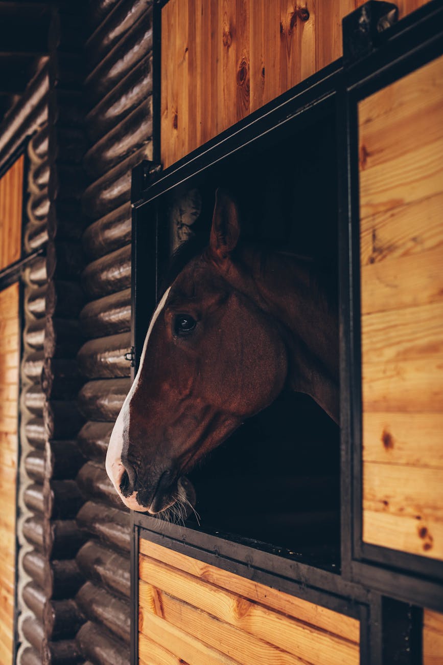 Cheval dans une écurie traditionnelle
