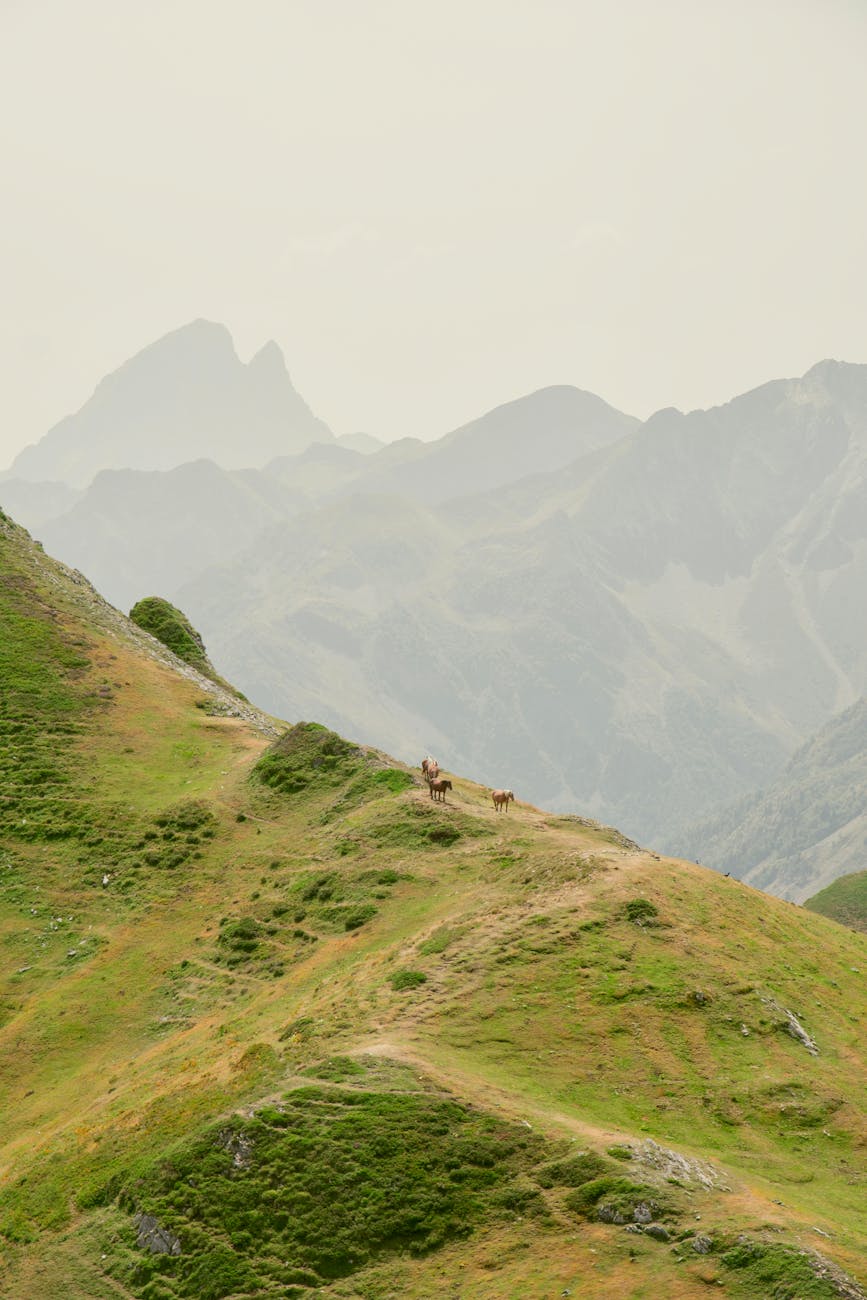 Paysage de plateau et collines de Nouvelle-Aquitaine avec chevaux