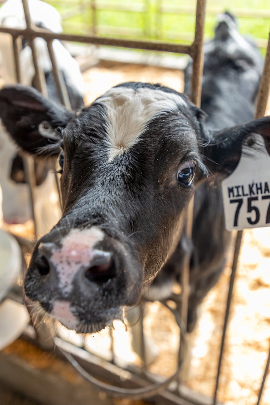 Veau Holstein avec étiquette d'identification dans une ferme laitière