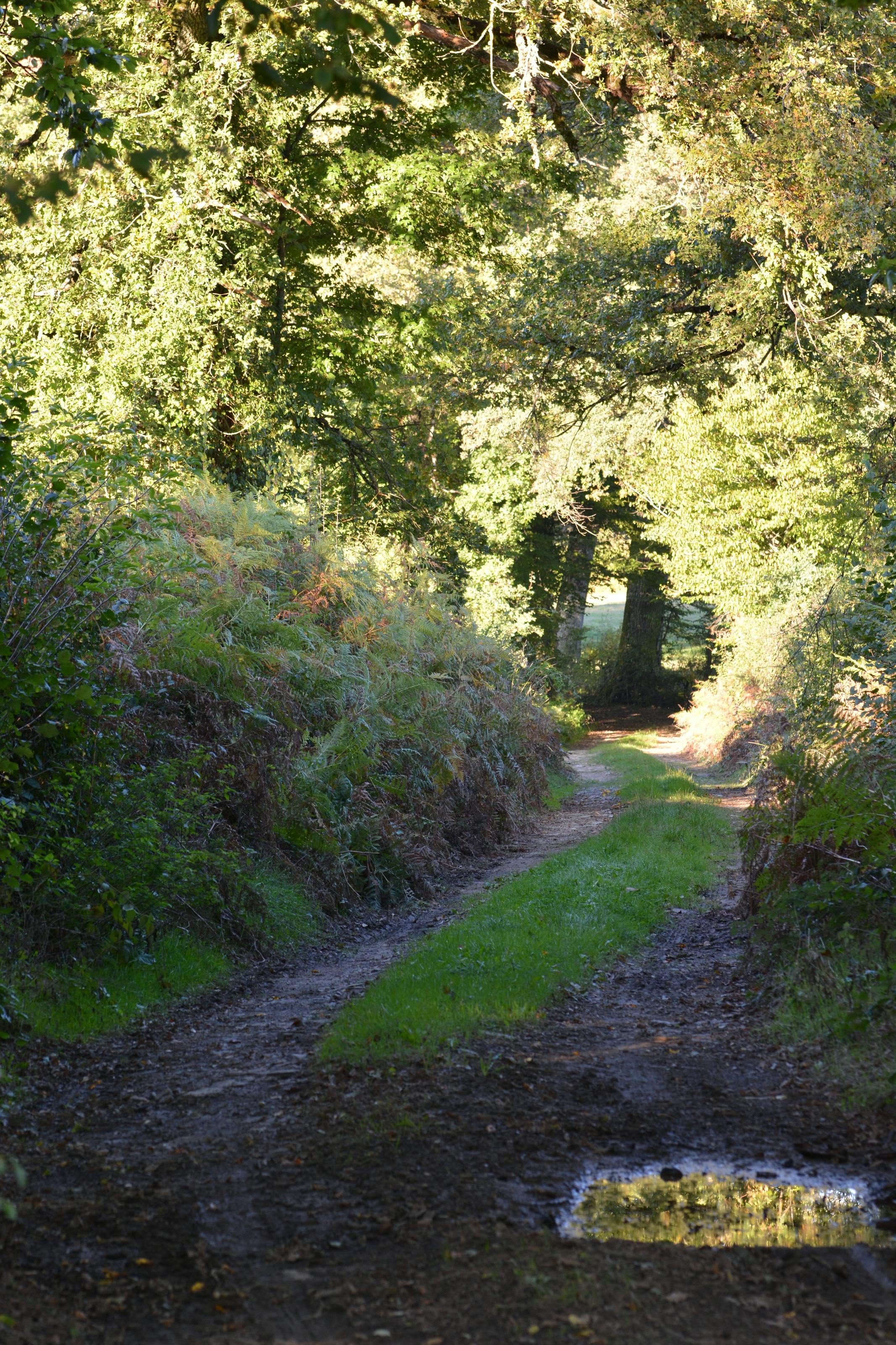 Chemin forestier en Creuse au printemps