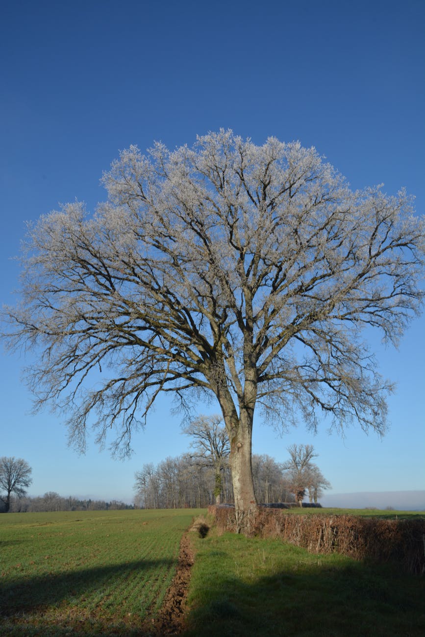 Chêne majestueux en bocage sous ciel clair
