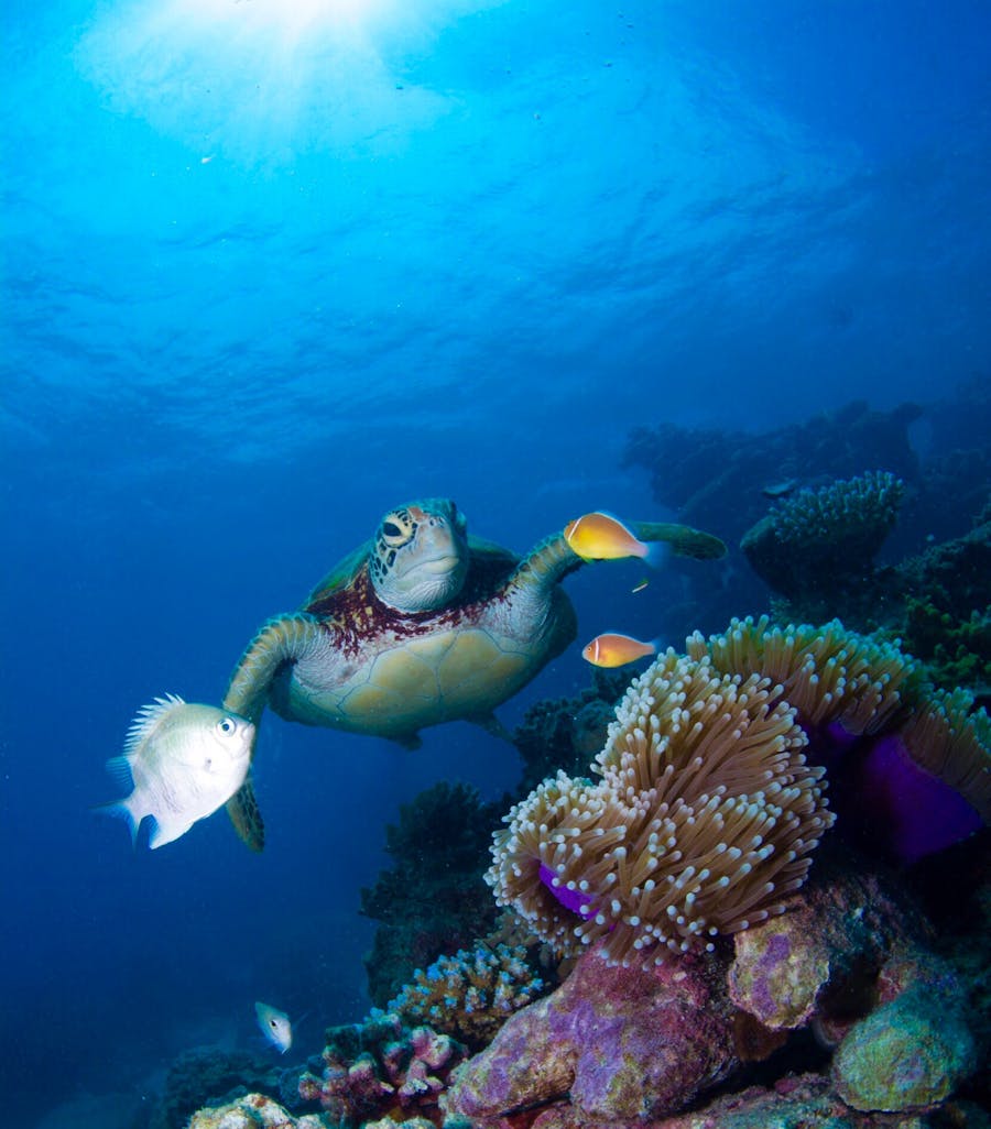 Tortue de mer et poissons près d'un récif