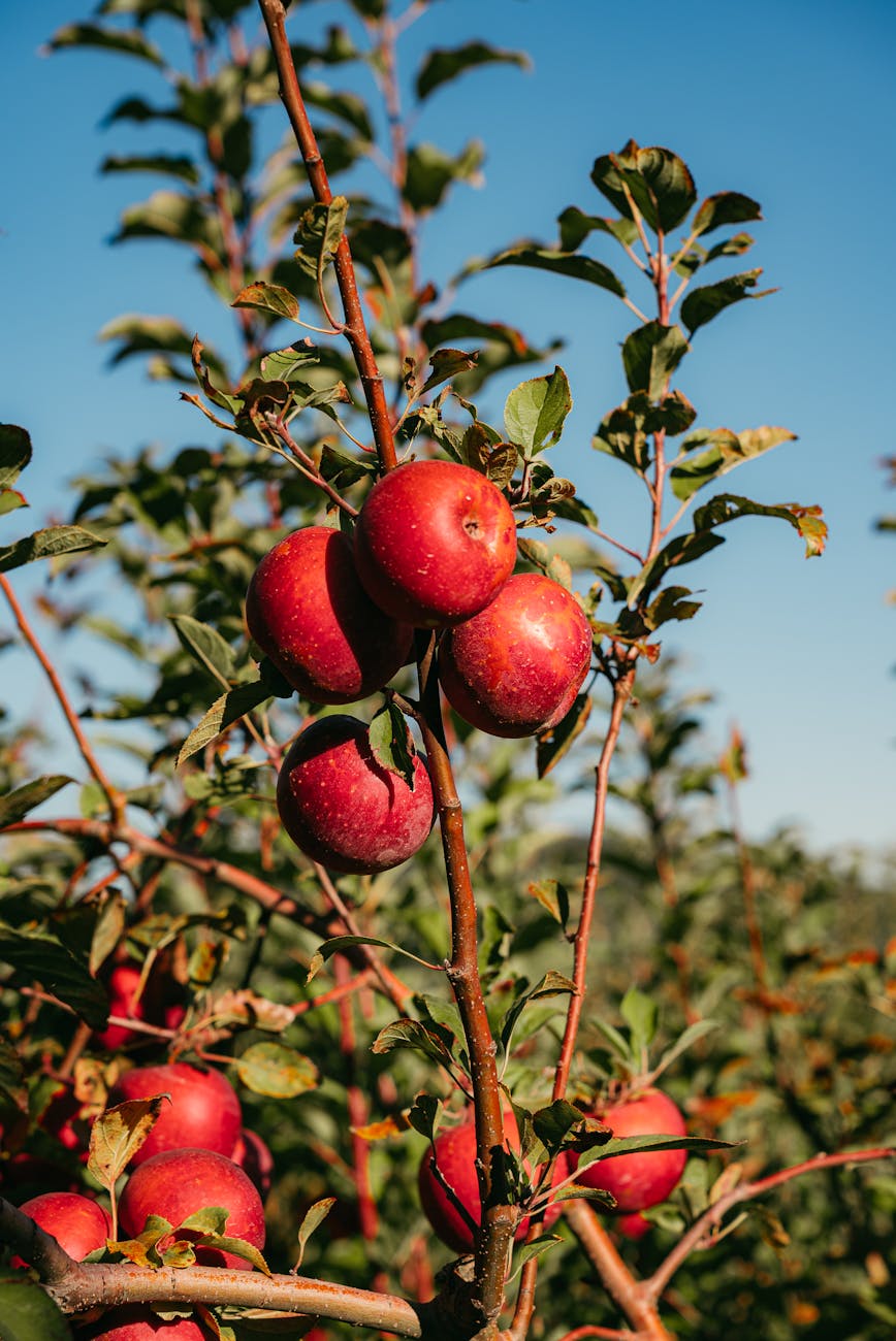 Pommes rouges sur un pommier en automne