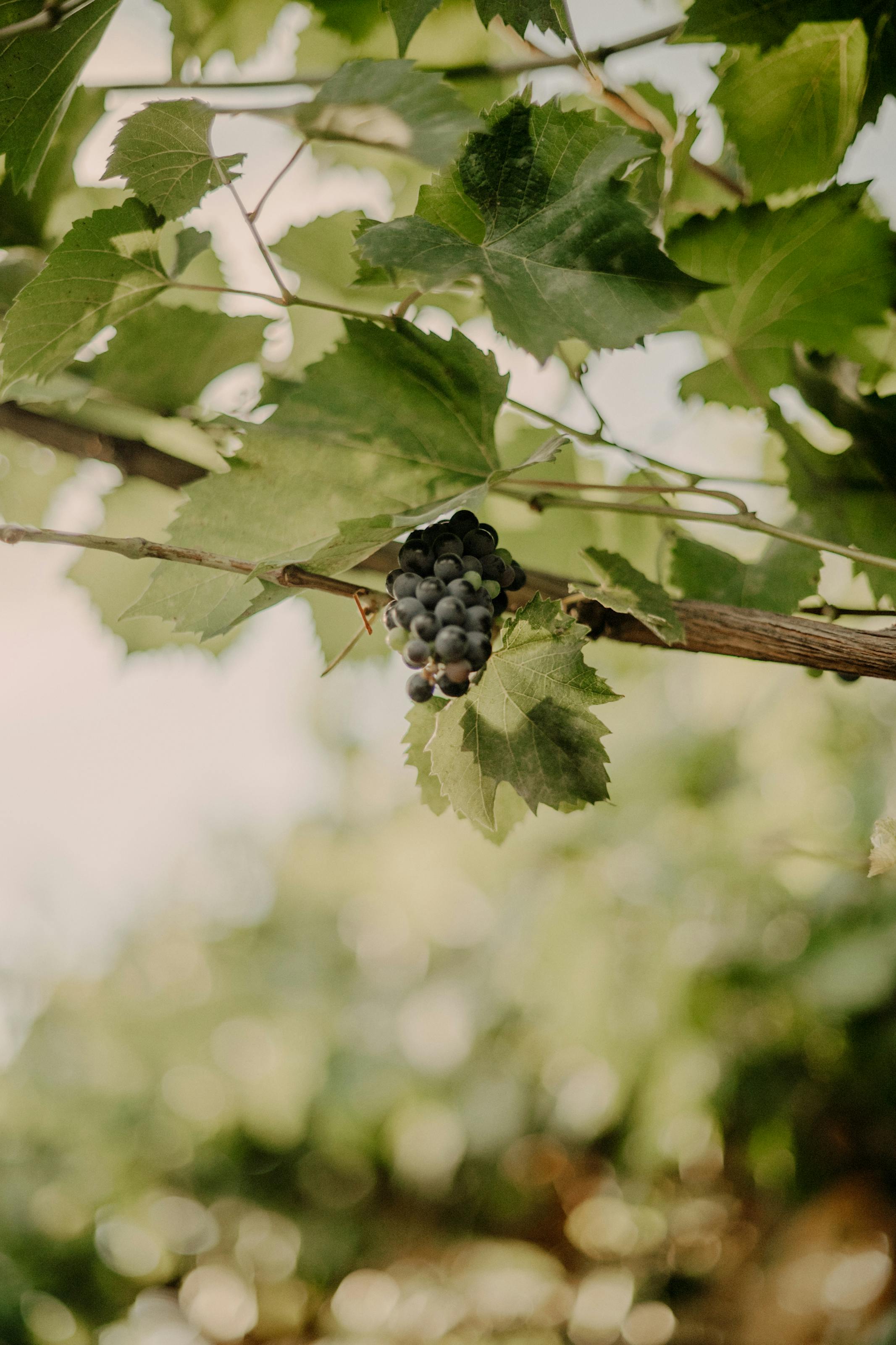 Grappes de raisins sur un cep ensoleillé
