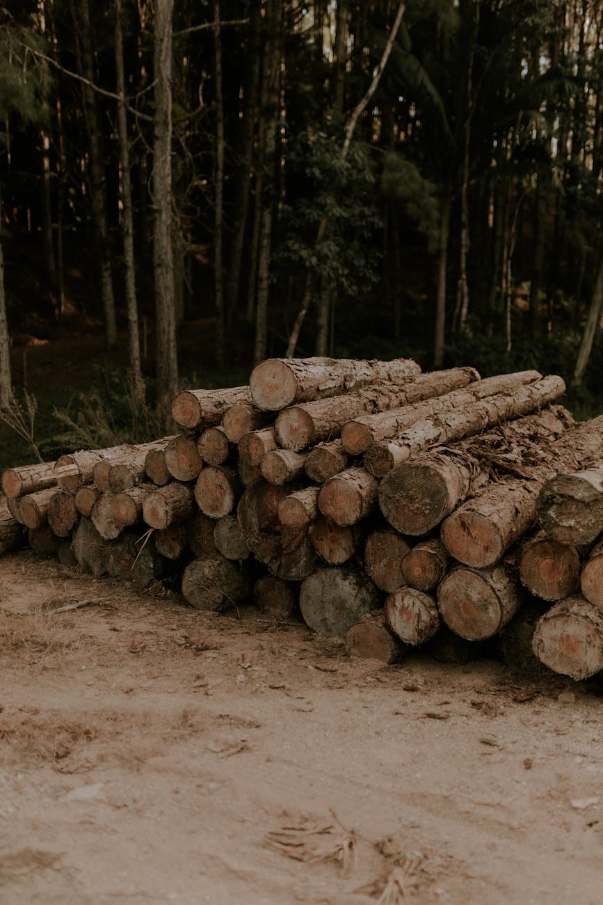 Tas de grumes empilées dans une clairière forestière