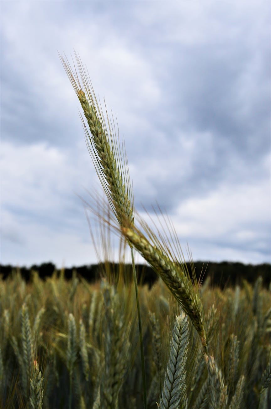 Champ de blé mûr dans le bocage