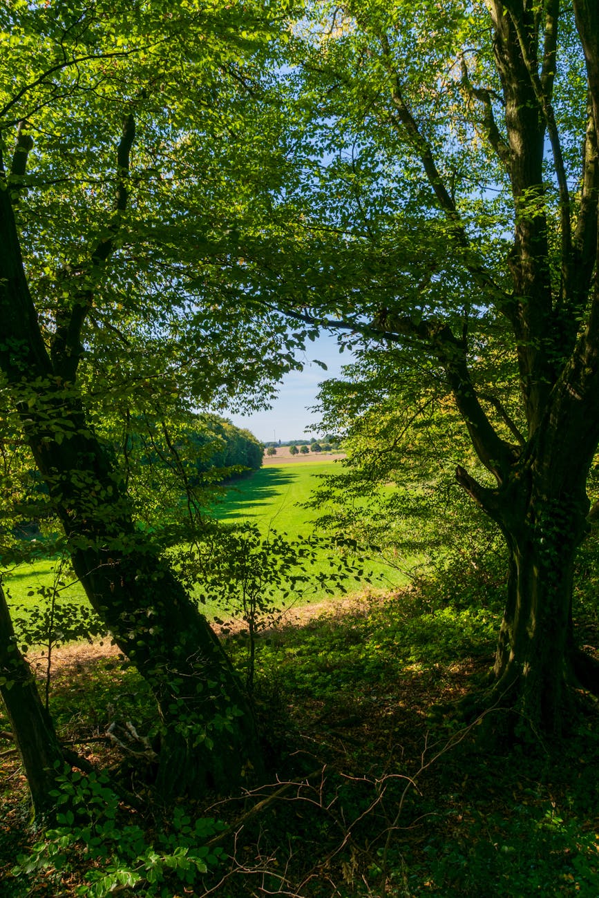 Bocage mayennais avec haies et prairies vertes