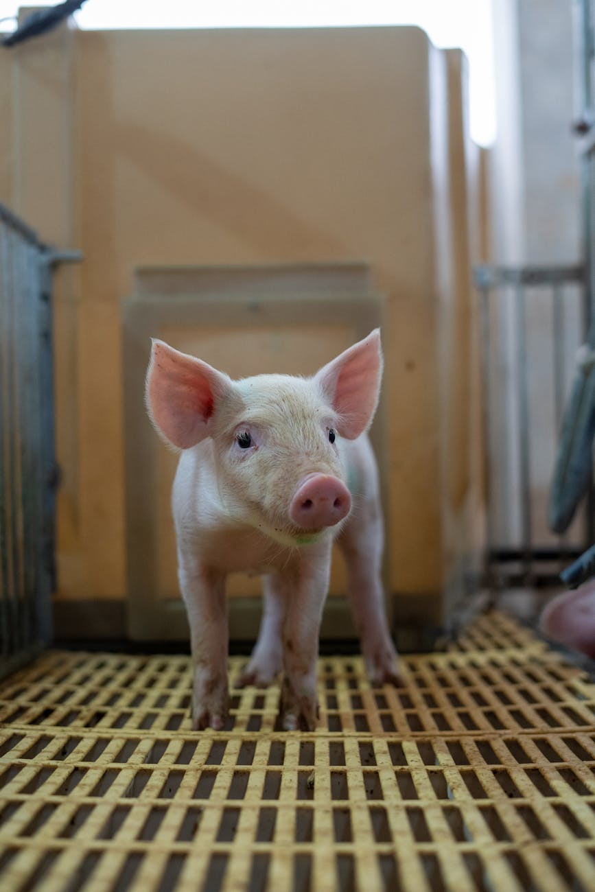 Porcelets dans une exploitation porcine