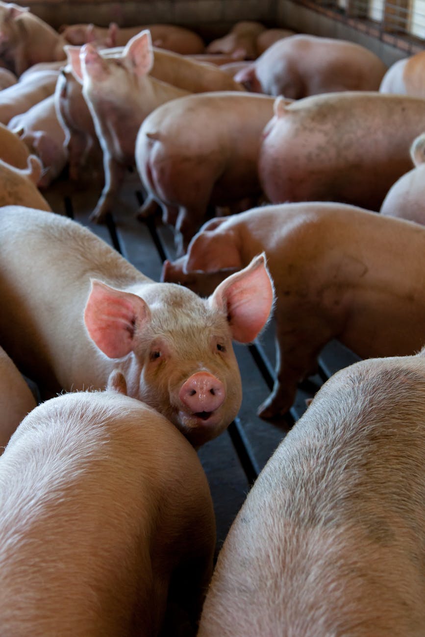 Porc dans un élevage en bocage