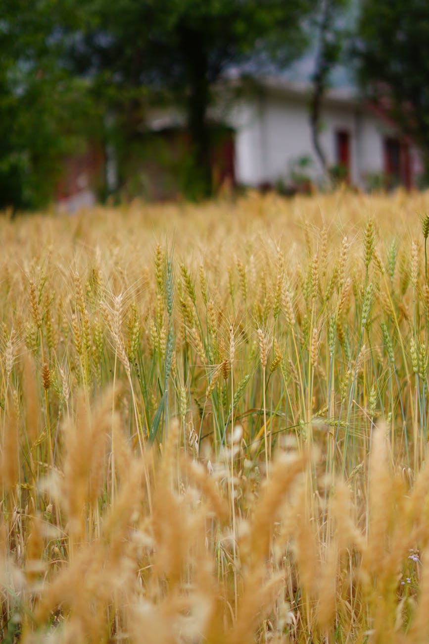 Champ de blé doré avec maison rurale