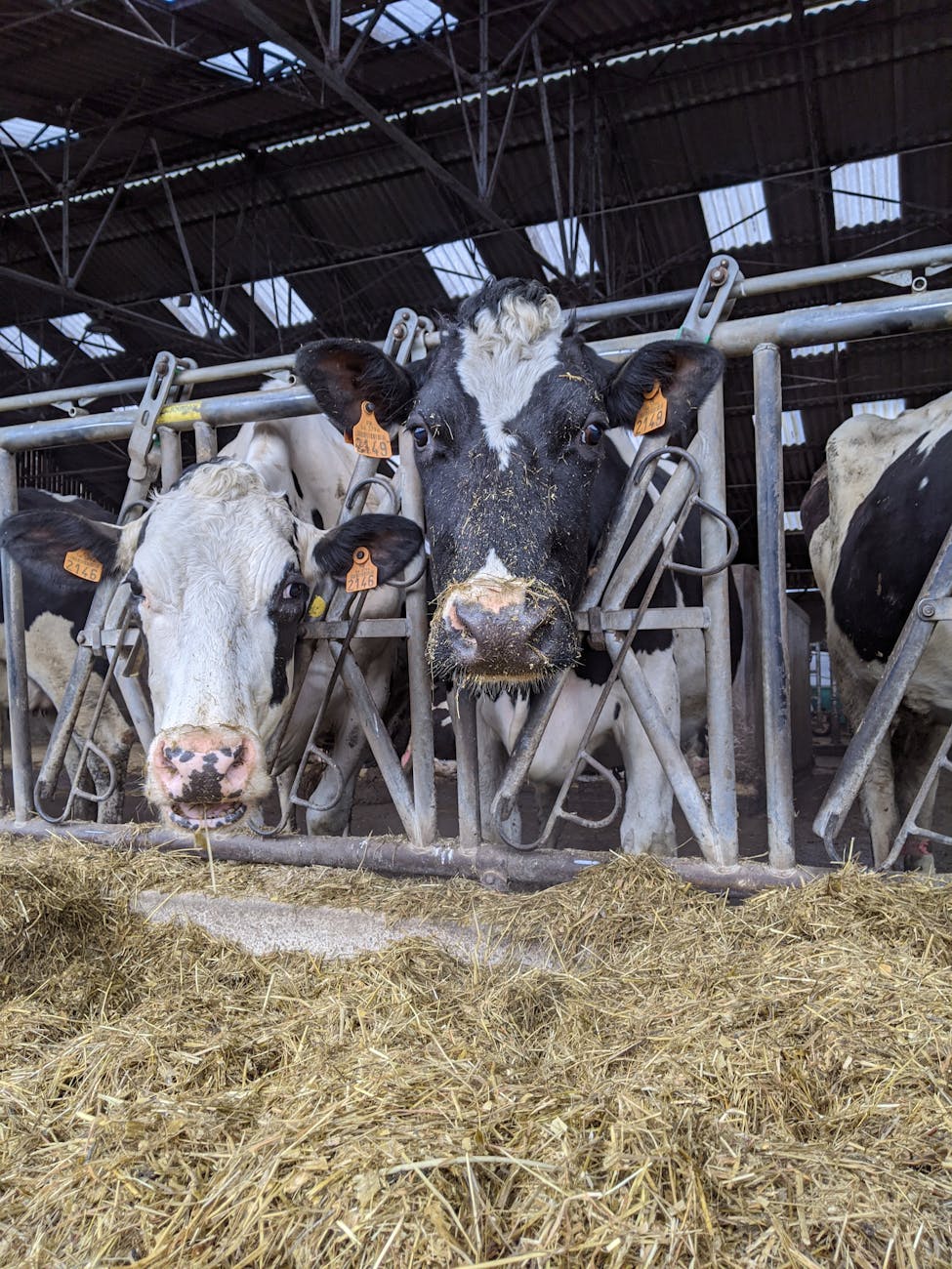 Vache Holstein noire et blanche en prairie