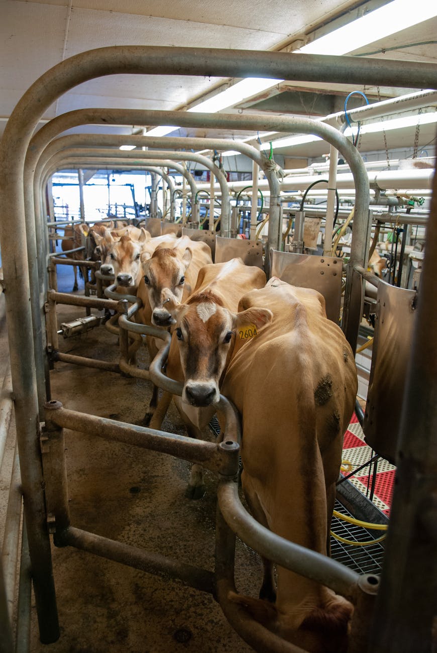 Troupeau de vaches laitières dans le bocage mayennais