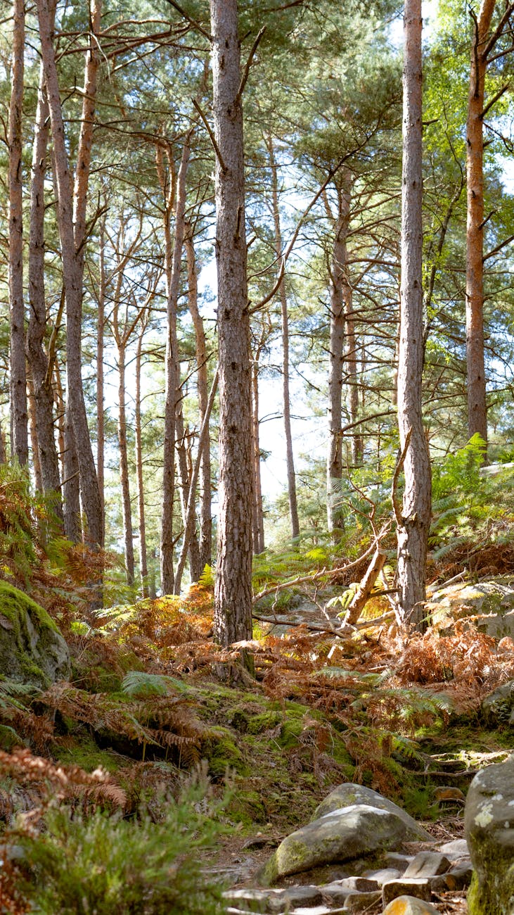 Sentier forestier à Fontainebleau
