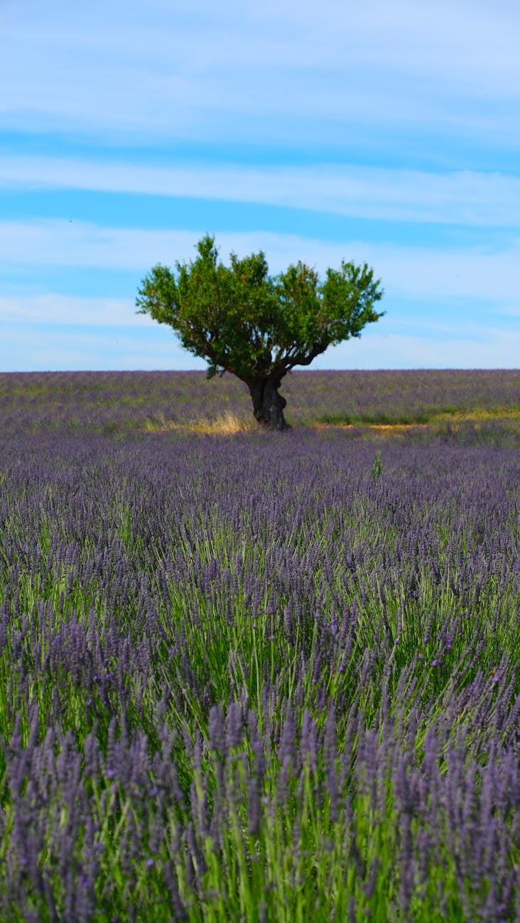 Champ de lavande avec arbre isolé à Valensole, Provence