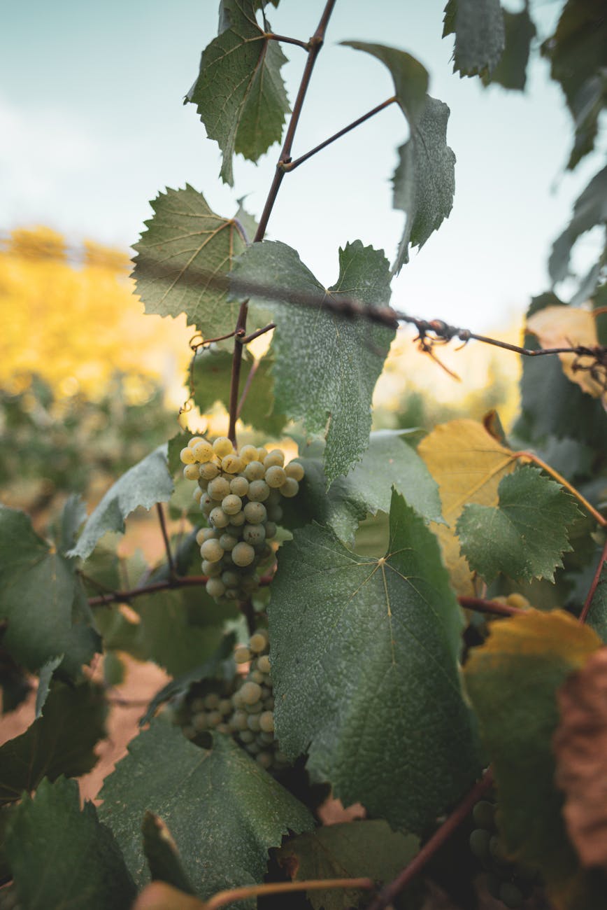 Grappes de raisin vert sur la vigne